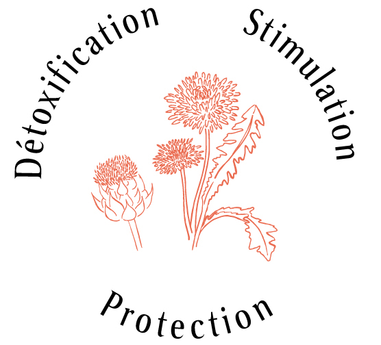 Atouts plantes foie : Détoxification, Stimulation, Protection