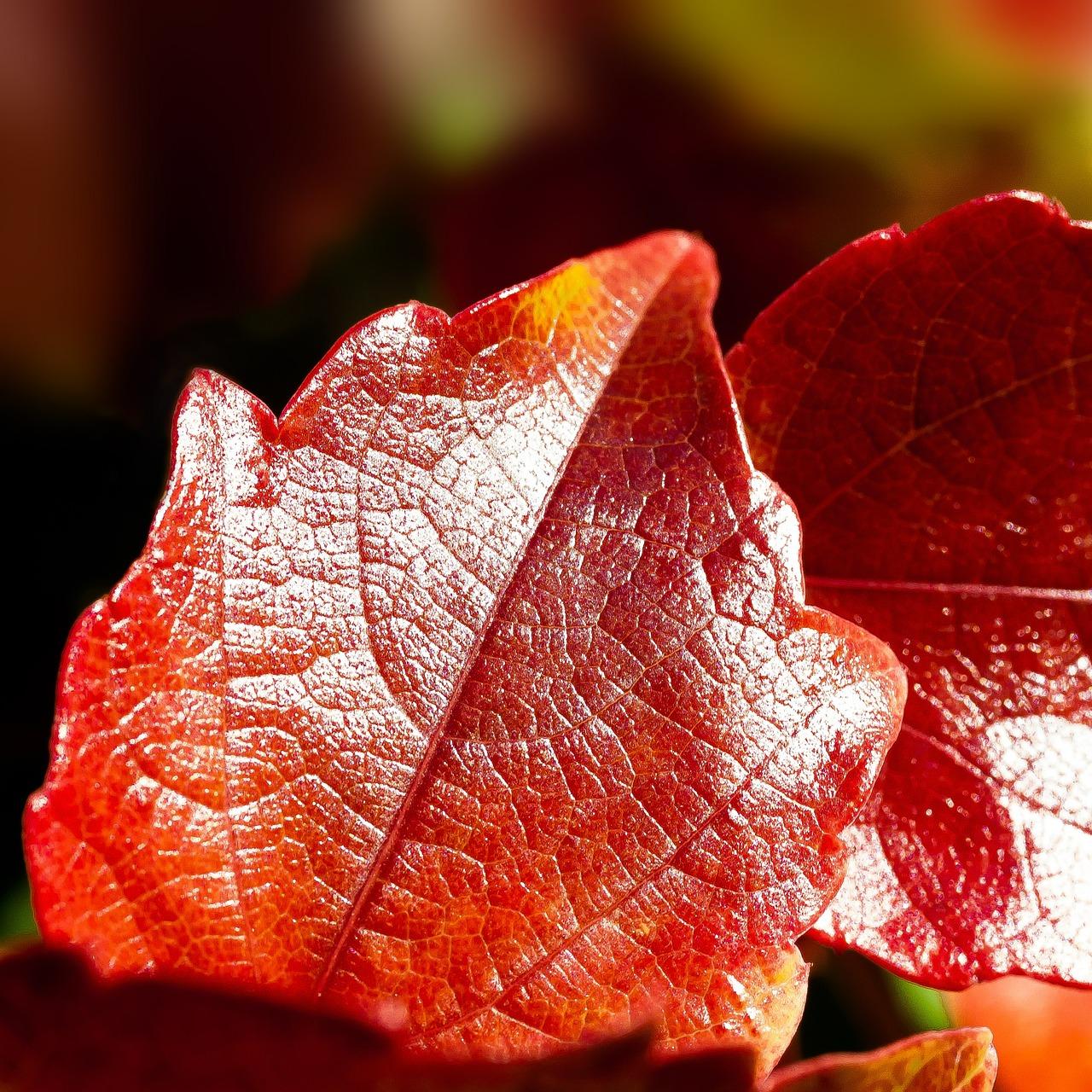 Photo de Vigne rouge 