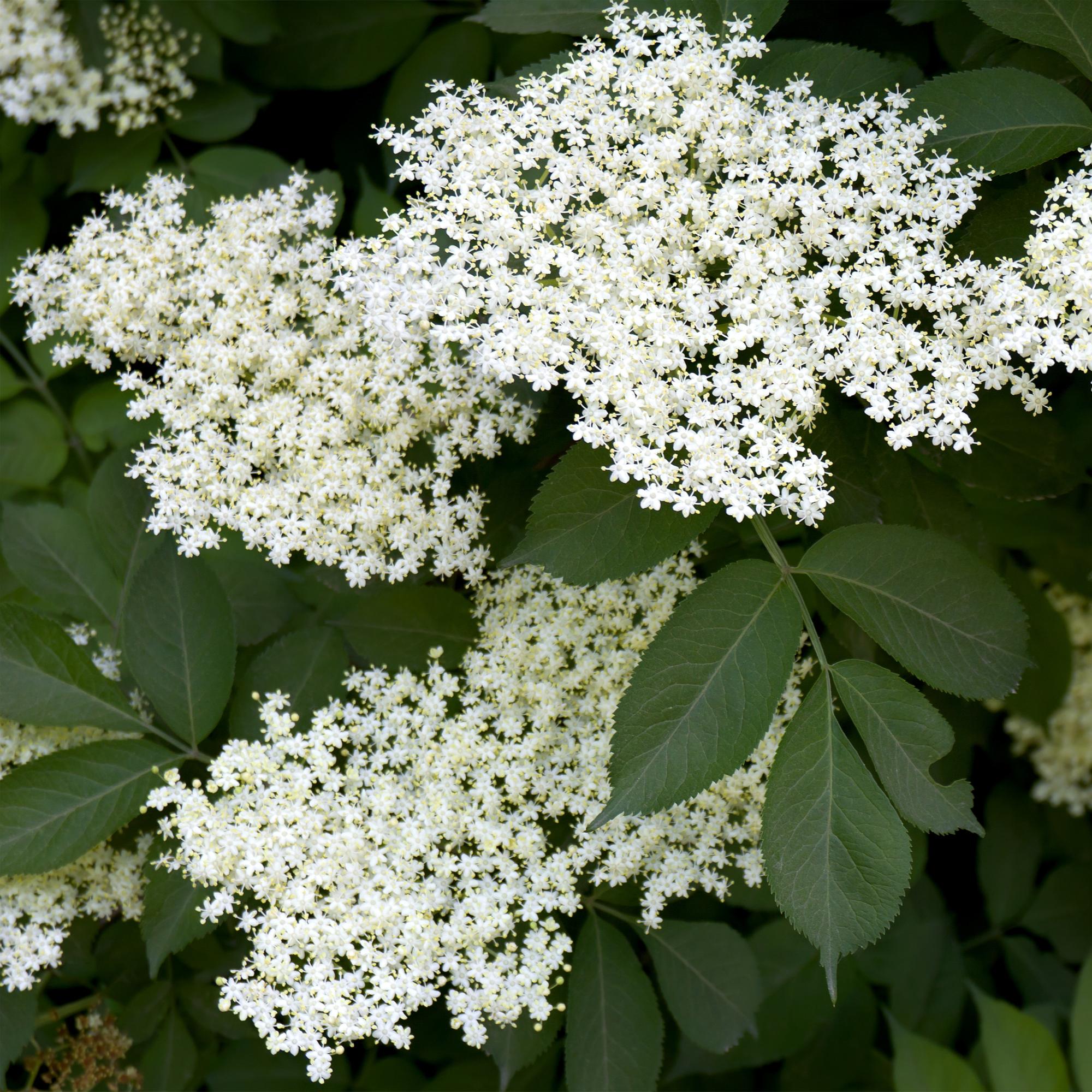 Photo de fleurs de sureau 