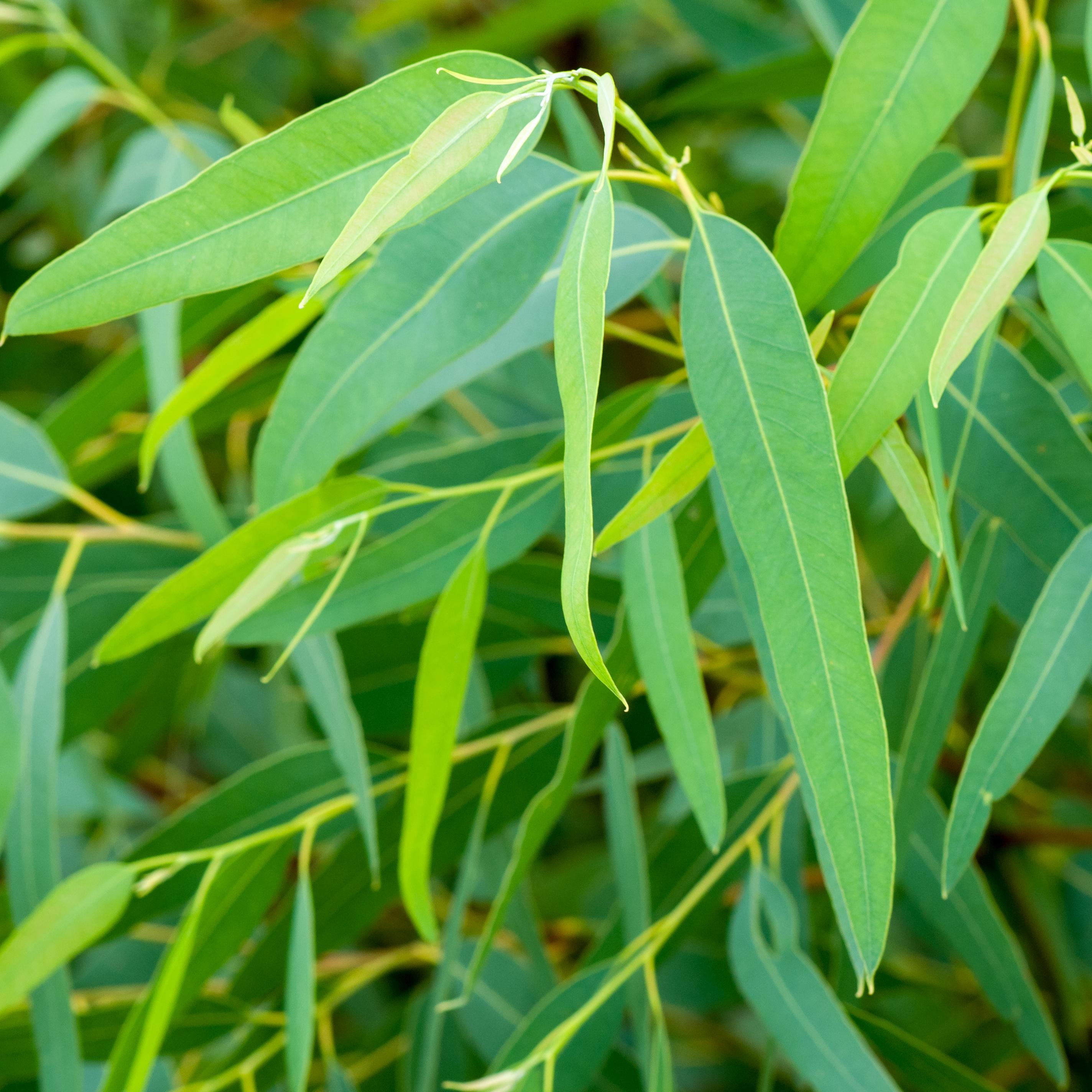 Photo d'eucalyptus 