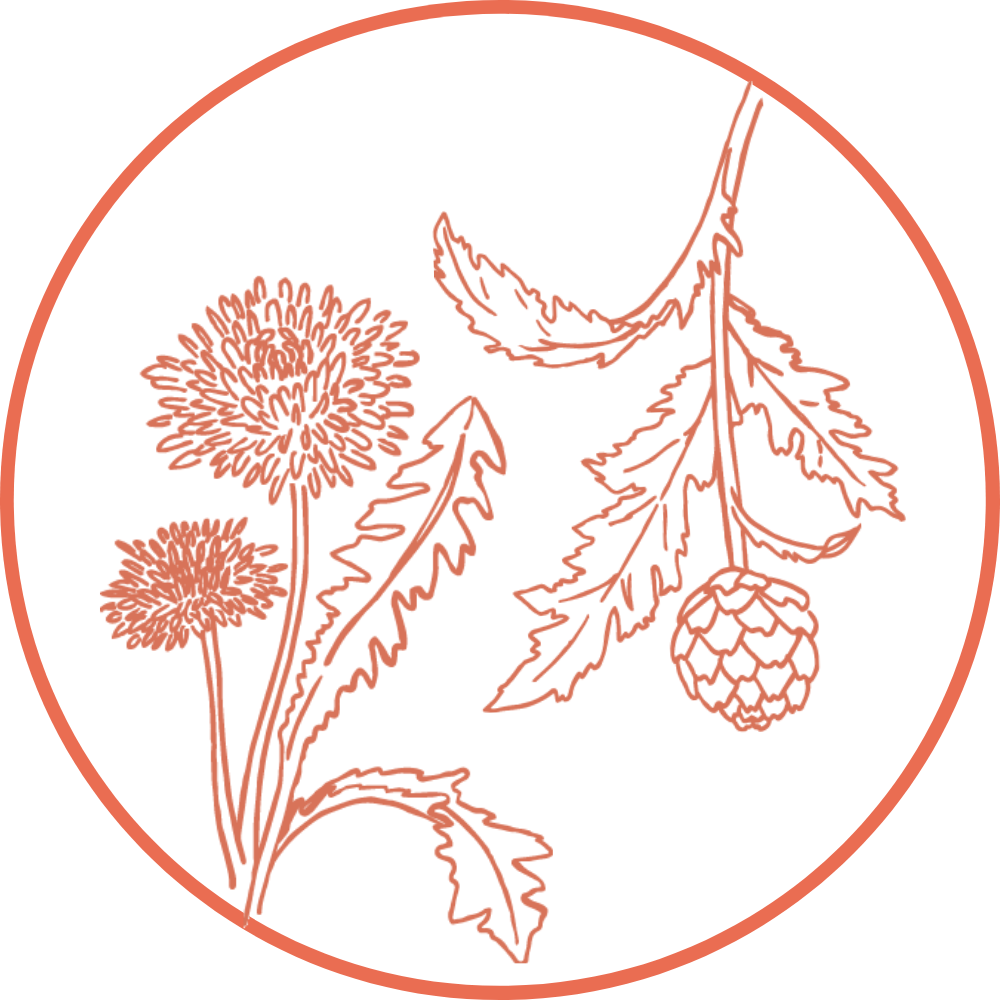 Illustration plantes : pissenlit et artichaut 